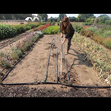 There’s Still Time to Plant Flowers & Fall Veggie Crops from Seed!
