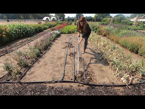 There’s Still Time to Plant Flowers & Fall Veggie Crops from Seed!