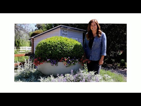 Boxwood Relocation Project