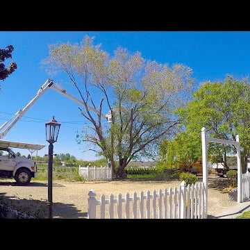 The Elm Tree is GONE!!!