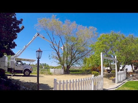 The Elm Tree is GONE!!!