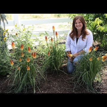 Planting Pyromania 'Hot and Cold' Kniphofia!