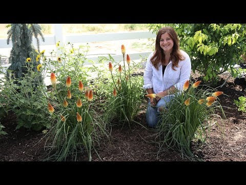 Planting Pyromania 'Hot and Cold' Kniphofia!