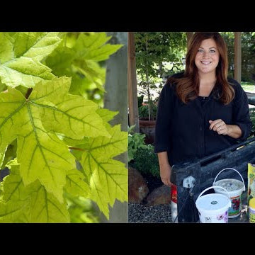 We've Changed How We're Treating Yellowing Foliage and It's Working!