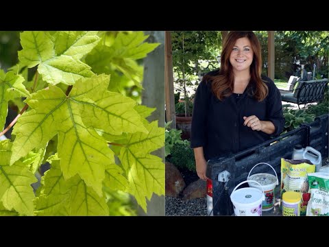 We've Changed How We're Treating Yellowing Foliage and It's Working!