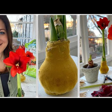 Waxed Amaryllis Update & Aftercare!