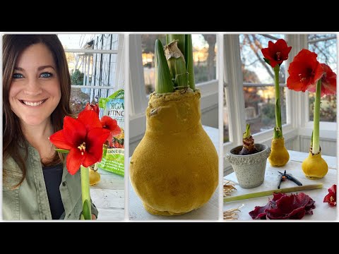 Waxed Amaryllis Update & Aftercare!