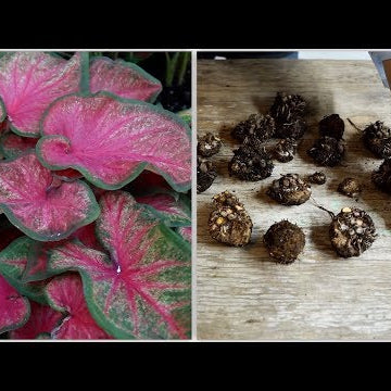 How to Dig and Store Caladiums