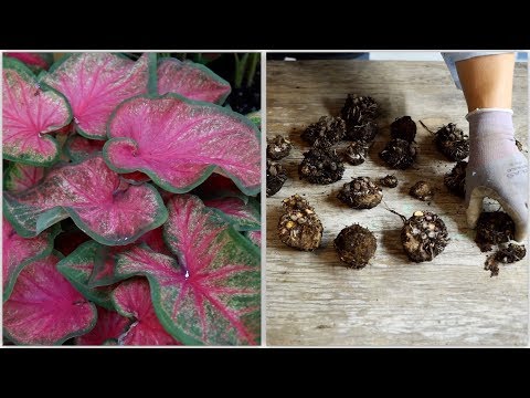 How to Dig and Store Caladiums