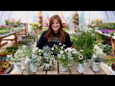 White Blooming Annuals for Our Moon Garden!