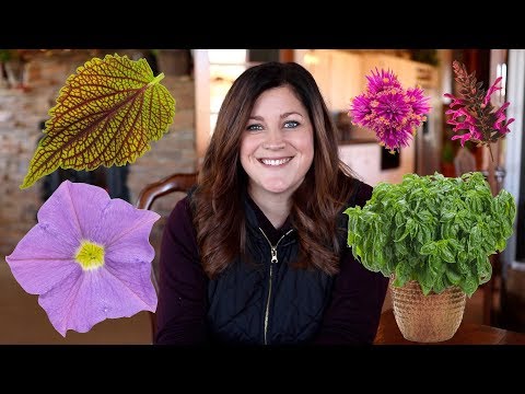 New Plants for 2019