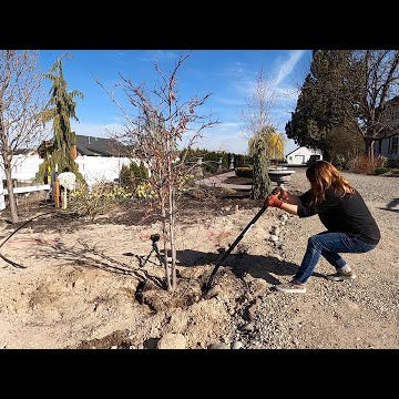 Transplanting this Redbud Tree Did Me In!