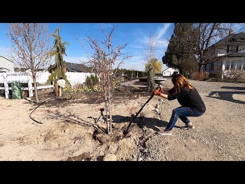 Transplanting this Redbud Tree Did Me In!