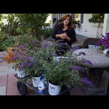 Shrub Haul and Planting!