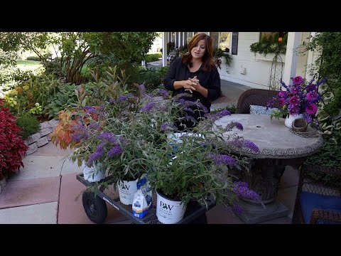 Shrub Haul and Planting!