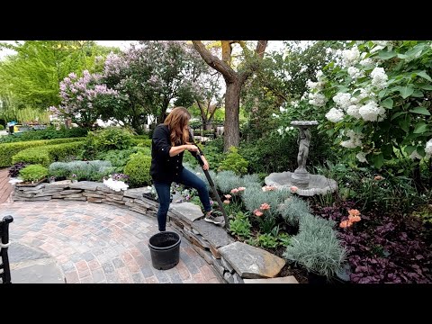 Planting up Our Kitchen Flowerbed!