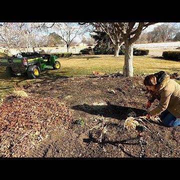 Transplanting a Few Perennials!