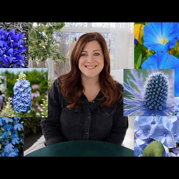 20+ Plants With Blue Flowers!