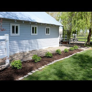 Planting Fire Light Hydrangeas!