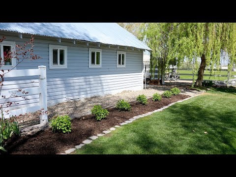 Planting Fire Light Hydrangeas!