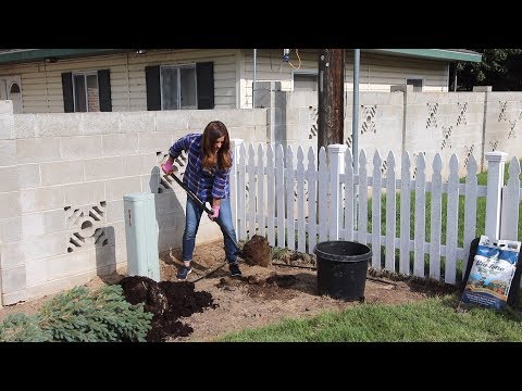 Landscape Makeover Part 2: Planting for Winter Interest & Running Drip Irrigation!