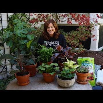 House Plant Haul!