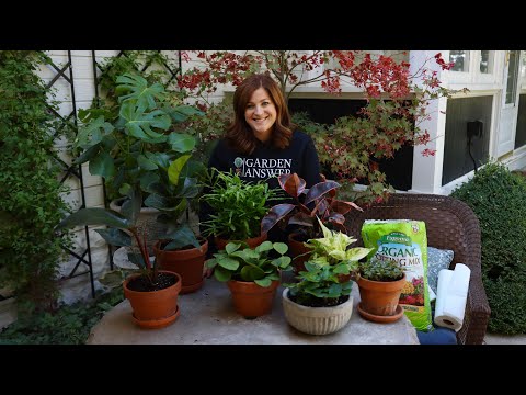 House Plant Haul!