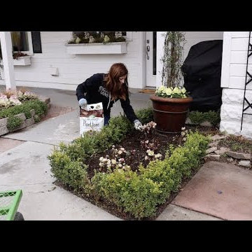 Trimming, Fertilizing, and Planting More Hellebores!