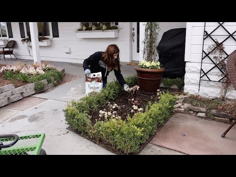 Trimming, Fertilizing, and Planting More Hellebores!