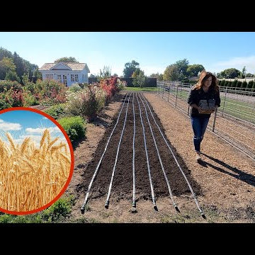 First Time Planting Winter Wheat!