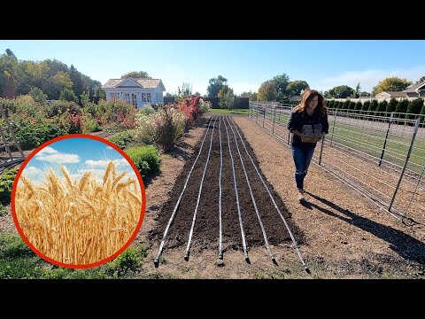First Time Planting Winter Wheat!