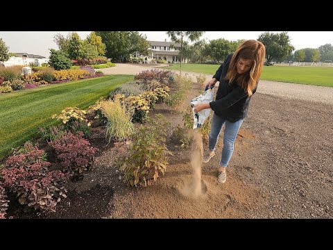 Digging Up and Moving Plants, Fertilizing the Lawn & Boxwood Trimming!