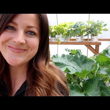 Harvesting Rhubarb & Baking a Crisp!