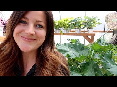 Harvesting Rhubarb & Baking a Crisp!