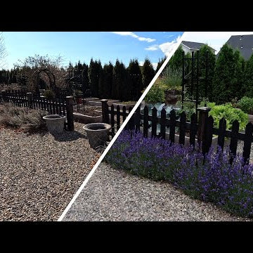 Pruning Lavender & Roses!