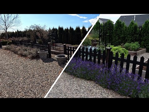 Pruning Lavender & Roses!