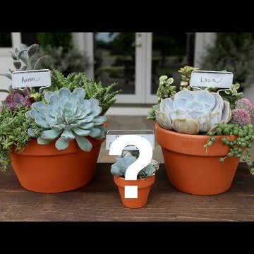 Succulents and a Special Announcement