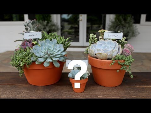 Succulents and a Special Announcement