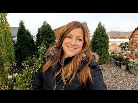 Planting Roses & A Peony (Better Late Than Never)!