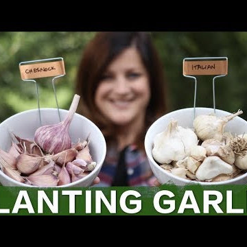 Planting Garlic