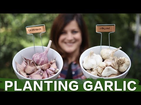 Planting Garlic