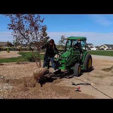 Planting the Most Beautiful ‘Royal Raindrops’ Crabapple Tree!