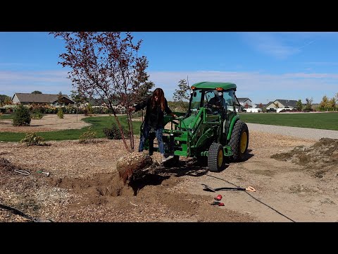 Planting the Most Beautiful ‘Royal Raindrops’ Crabapple Tree!
