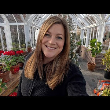 Repotting 3 1/2 Week Old Geraniums & A Big Beautiful Kumquat!