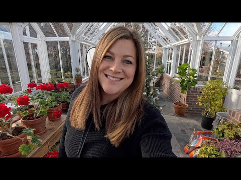 Repotting 3 1/2 Week Old Geraniums & A Big Beautiful Kumquat!