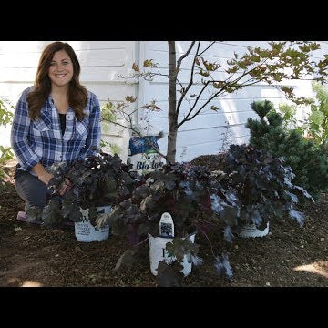 Planting Black Pearl Heuchera