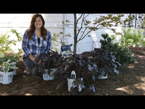 Planting Black Pearl Heuchera