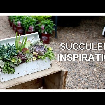 Succulent Inspiration
