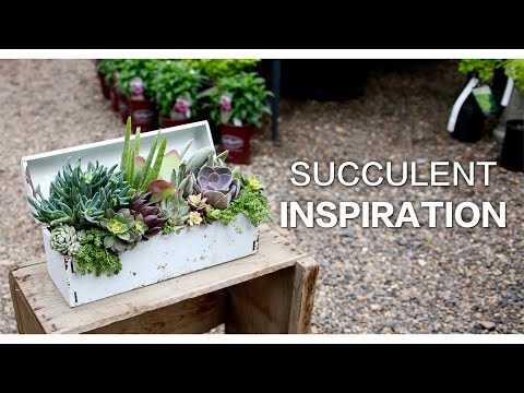Succulent Inspiration