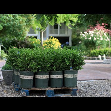 Brick Patio Update Tour, Boxwood Load, & Lots of Random Garden Projects!
